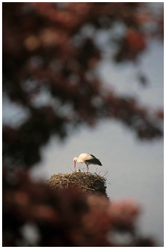 Stork in Nederland, Holland