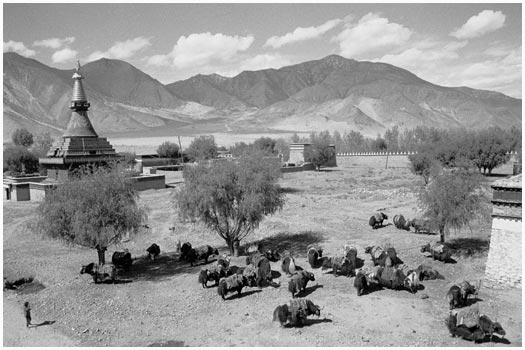 Yaks nearby Samye Monastery Samye, Tibet