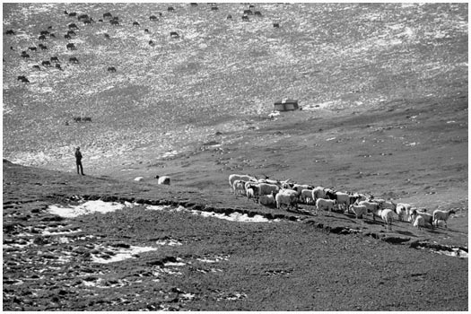 Sheep herd at Songpan, China