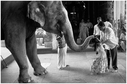 Elephant blessing Madurai, Southern India