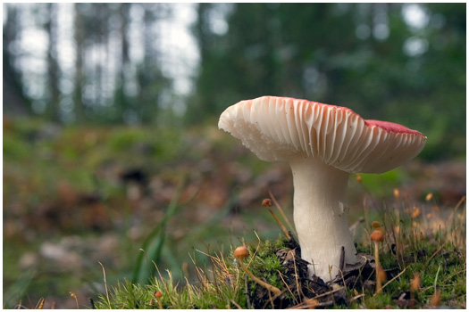 Mushroom in forest Savitaipele, Finland