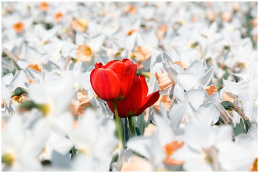 Lost tulip in a Daffodil field Petten, Holland