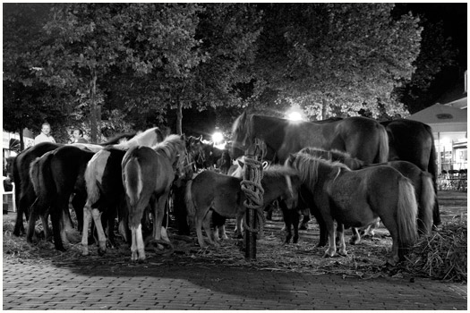 Horse Market Elst, Holland