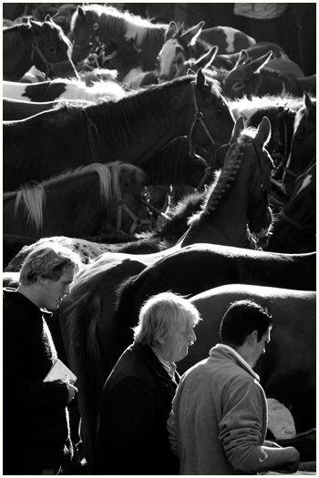 Horse Market Elst, Holland