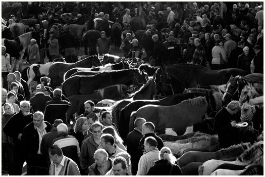 Horse Market Elst, Holland