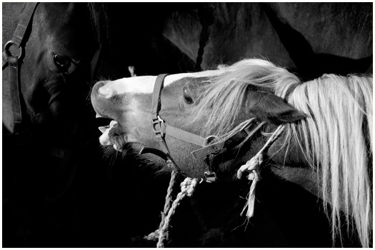 Horse Market Elst, Holland