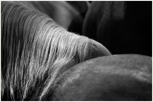 Horse Market Elst, Holland