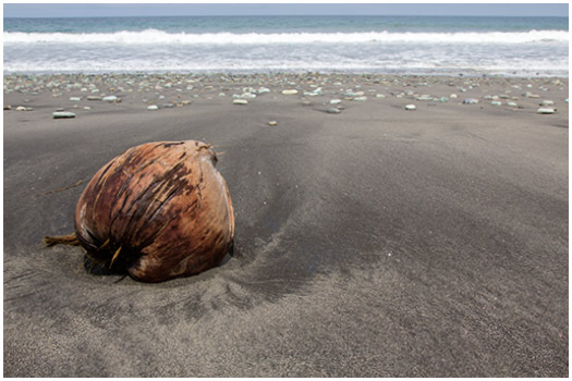  Coconut Flores, Indonesia