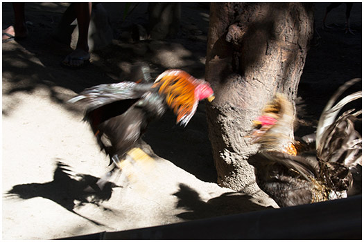  Rooster fight Flores, Indonesia