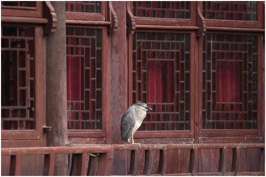 Heron in Old City Shanghai, China