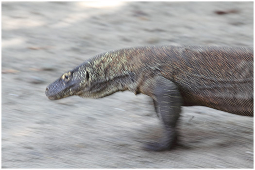  Komodo dragon Komodo, Indonesia