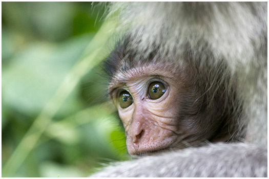 Little monkey Lombok, Indonesia