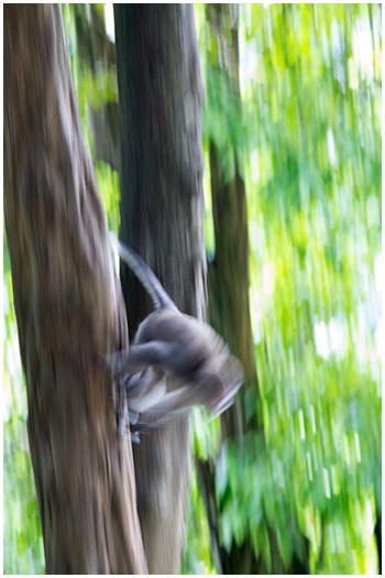 Monkey Lombok, Indonesia