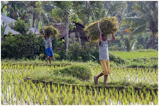  Rice field Lombok, Indonesia