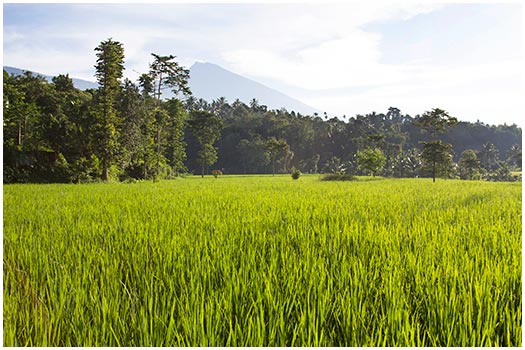  Rice field Lombok, Indonesia