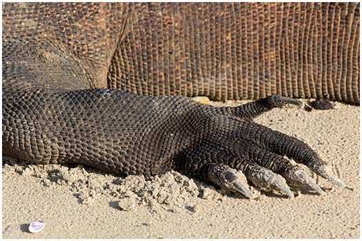  Komodo dragon Komodo, Indonesia